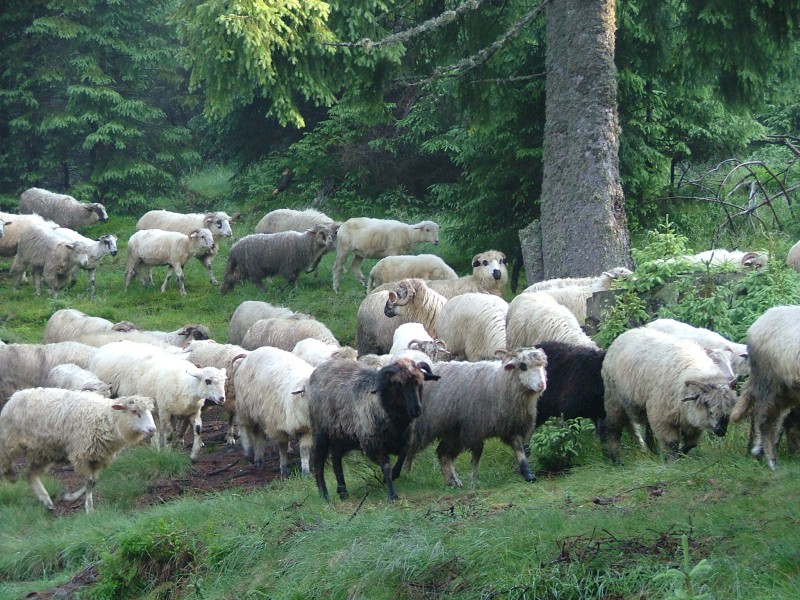 Ablak bezrsa